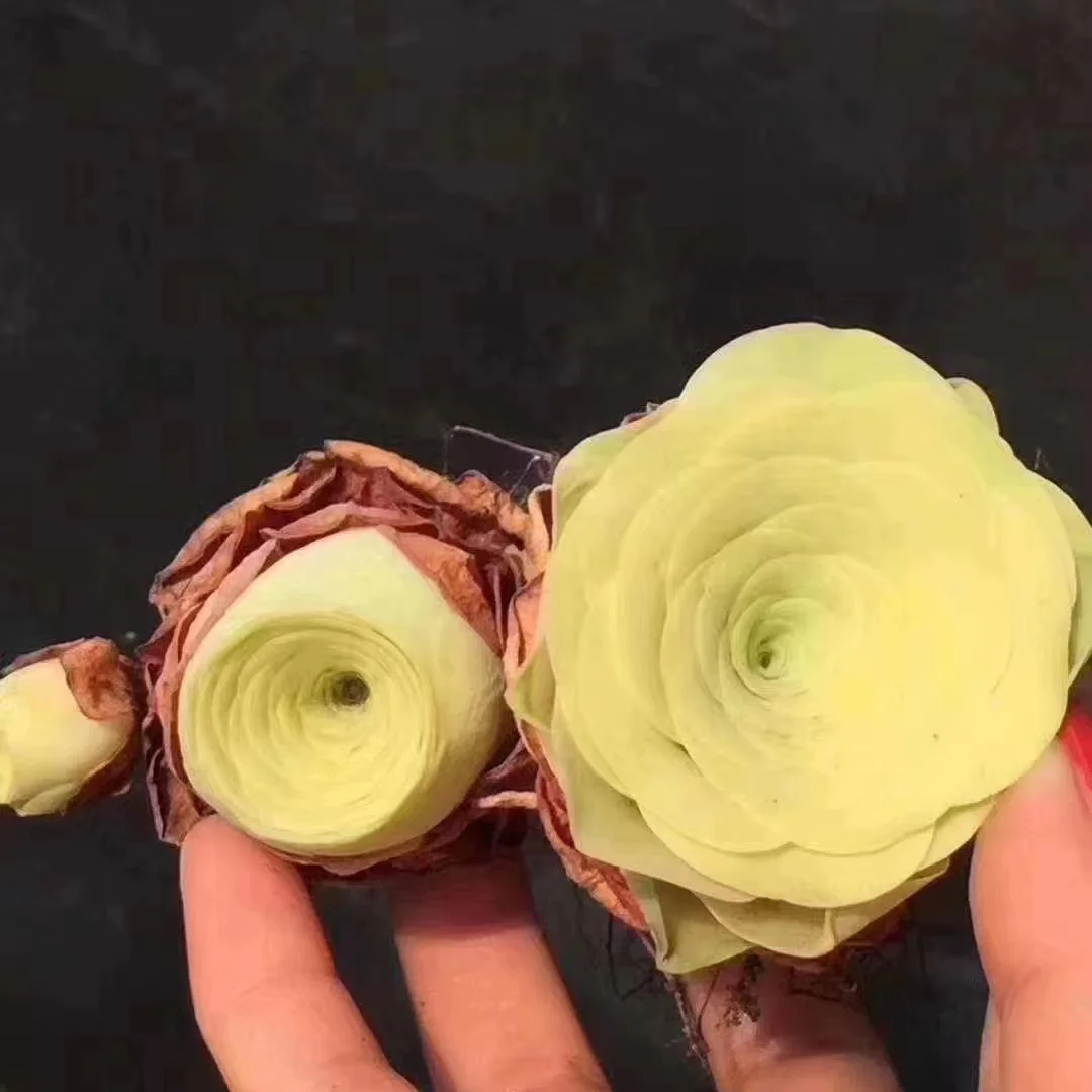 plant Aeonium Echeveria Haworthia  Caudex  Lithops Cactus  Agave 