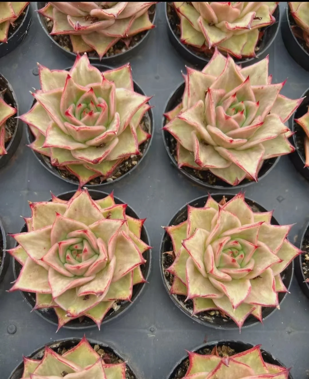 plant Aeonium Echeveria Haworthia  Caudex  Lithops Cactus  Agave 