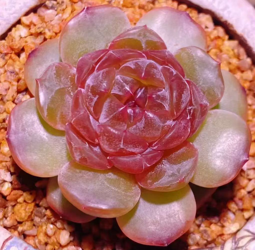 plant Aeonium Echeveria Haworthia  Caudex  Lithops Cactus  Agave 