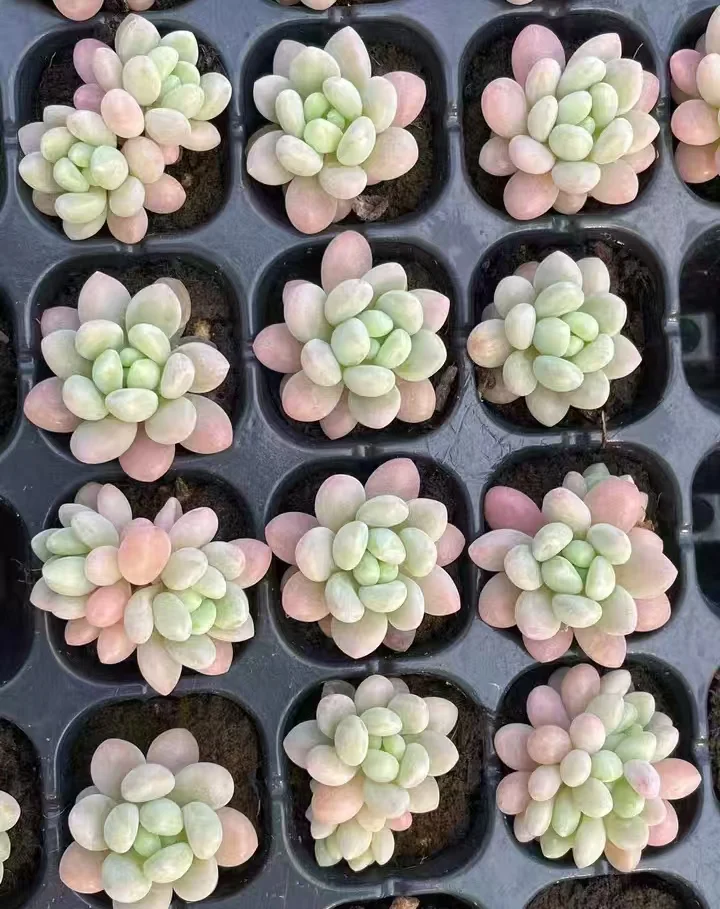 plant Aeonium Echeveria Haworthia  Caudex  Lithops Cactus  Agave 