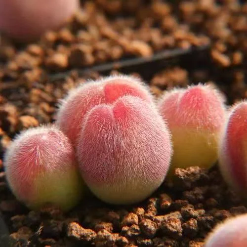 868. Gibbaeum pilosulum 2-3 heads / Lithops and Conophytum  /  Succulent plants / Garden landscape / Carefully select healthy plants