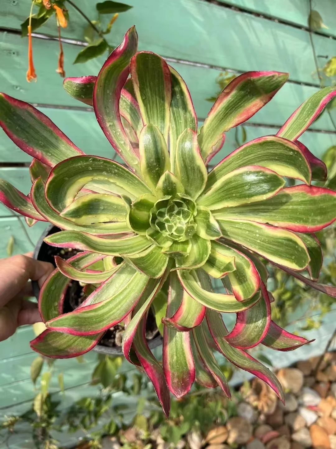 plant Aeonium Echeveria Haworthia  Caudex  Lithops Cactus  Agave 