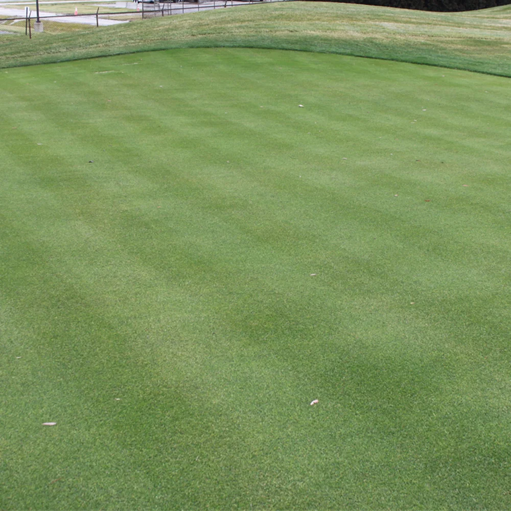 V8 Creeping Bent Grass