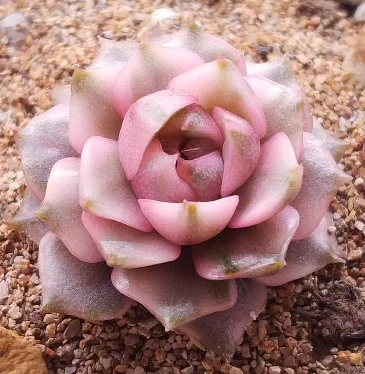 plant Aeonium Echeveria Haworthia  Caudex  Lithops Cactus  Agave 