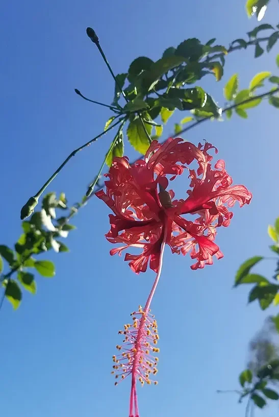 Hibiscus schizopetalus 'Japanese Lanterns'