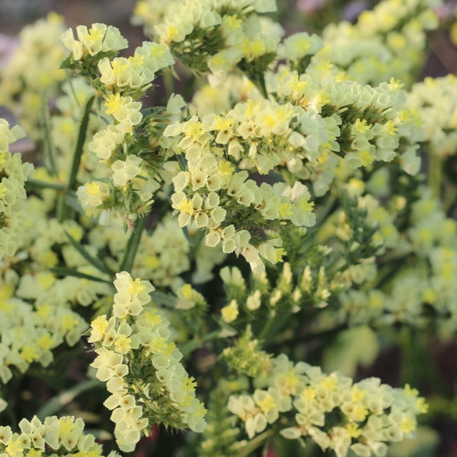 Statice Forever Moonlight Flower | X 50 Seeds