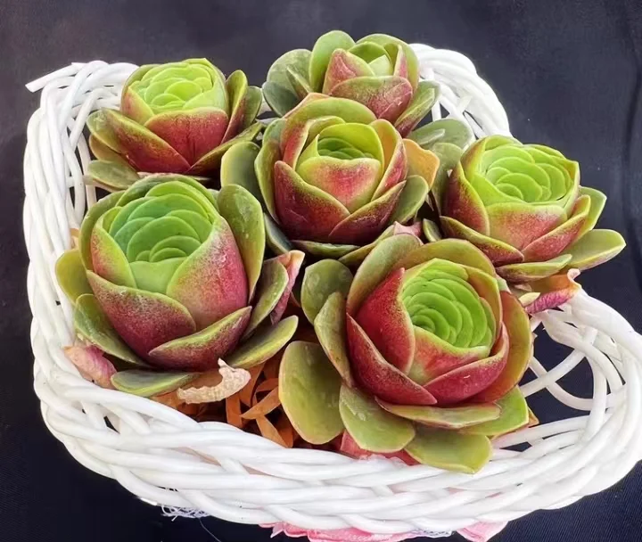 plant Aeonium Echeveria Haworthia  Caudex  Lithops Cactus  Agave 