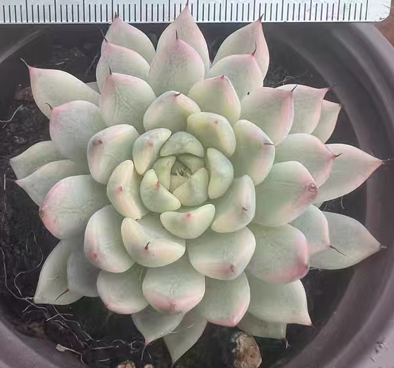 plant Aeonium Echeveria Haworthia  Caudex  Lithops Cactus  Agave 