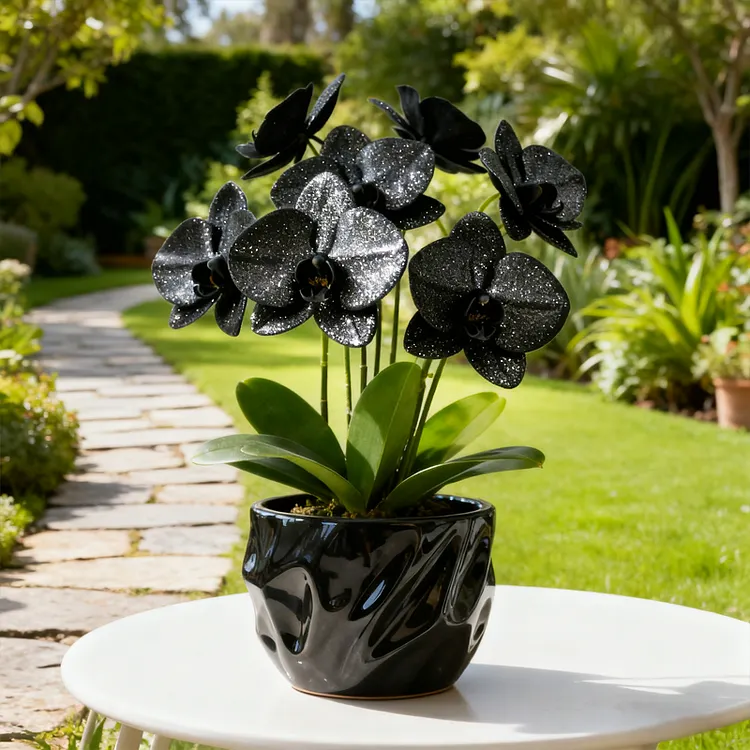 🌟 Christmas Dream Butterfly Orchid Bulbs &mdash; Give the Gift of Enchanted Blooms 🎄🦋