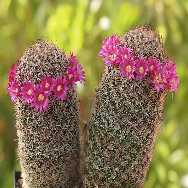 The Mammillaria Matudae Cactus Flower Plant Seeds