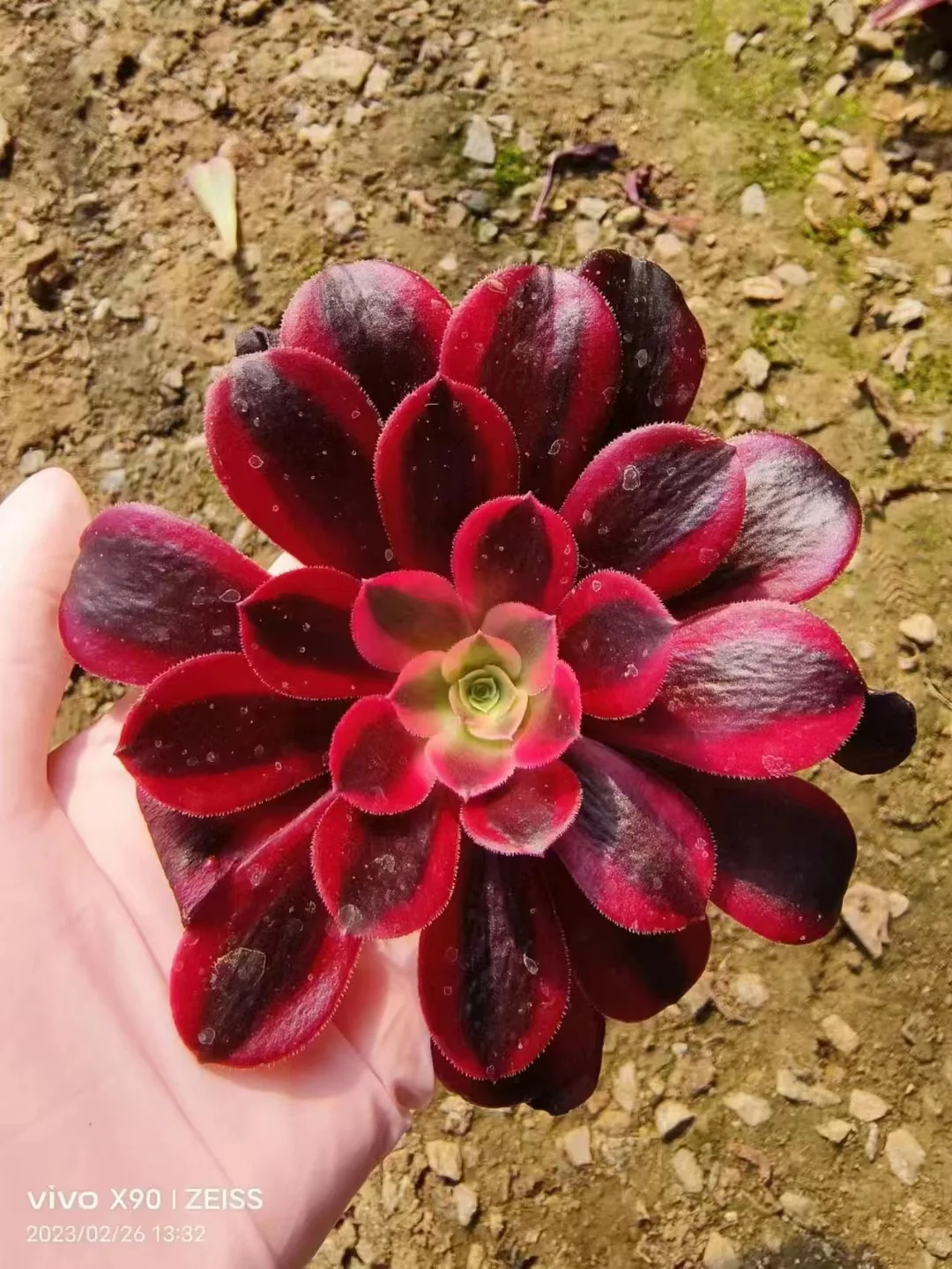 plant Aeonium Echeveria Haworthia  Caudex  Lithops Cactus  Agave 