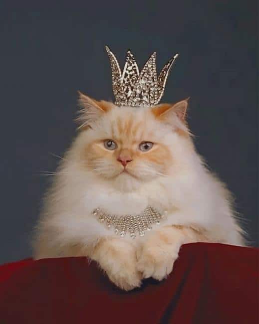 

Cat With A Crown – Paint By Numbers - 40*50CM, 501 Original