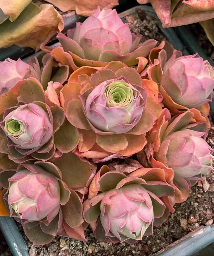 694 .  Paema single head and cluster / Echeveria / Succulent plants / Garden landscape / Carefully select healthy plants