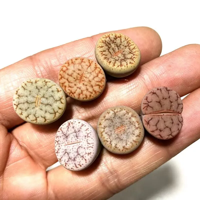 plant Aeonium Echeveria Haworthia  Caudex  Lithops Cactus  Agave 