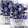 Sapphire Blue Sage Seeds for Planting Salvia Farinacea Pack of 800 Seeds 