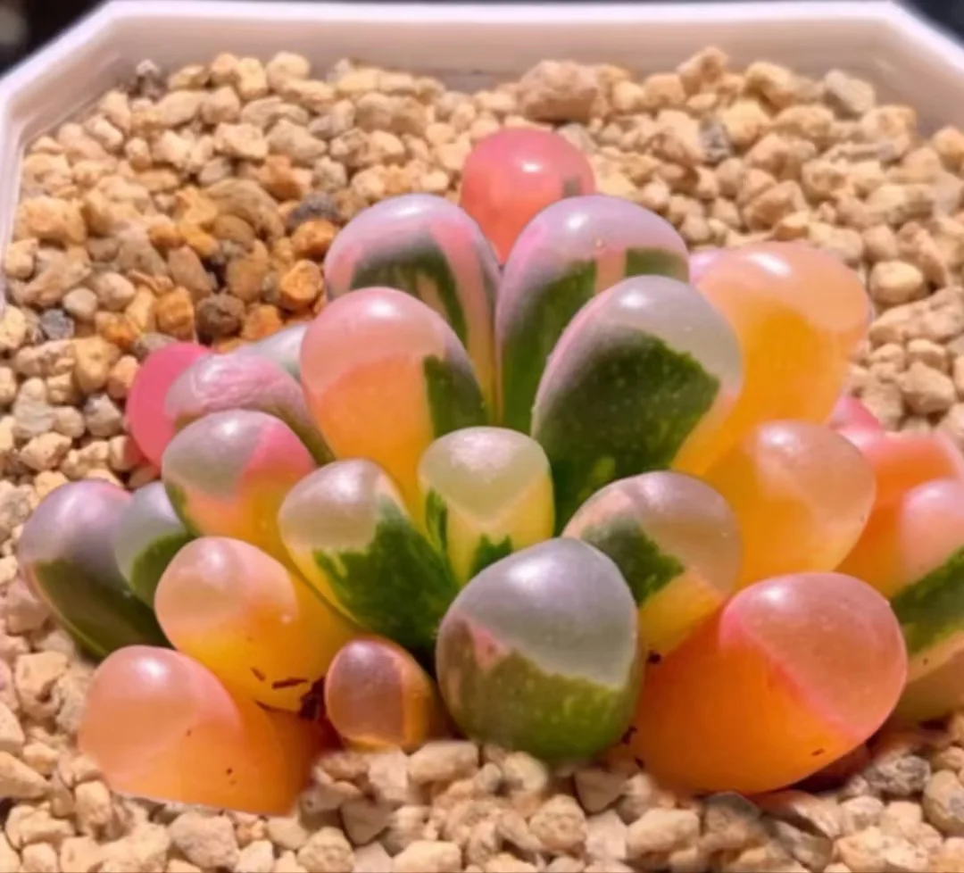 plant Aeonium Echeveria Haworthia  Caudex  Lithops Cactus  Agave 