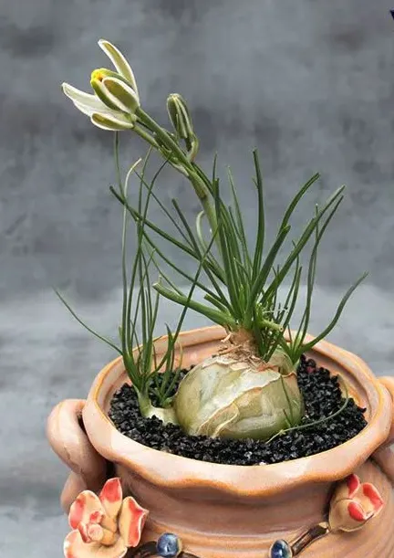 plant Aeonium Echeveria Haworthia  Caudex  Lithops Cactus  Agave 