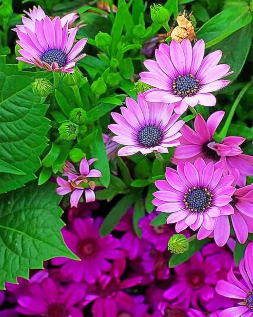 

Purple Flowers – Paint By Numbers - 40*50CM, 501 Original
