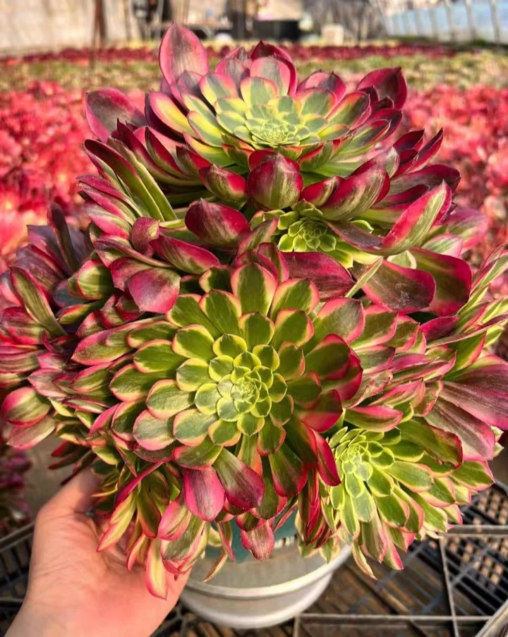 325.Morning glow cluster 8 heads/ Aeonium cluster / Succulent plants / Garden landscape / Carefully select healthy plants