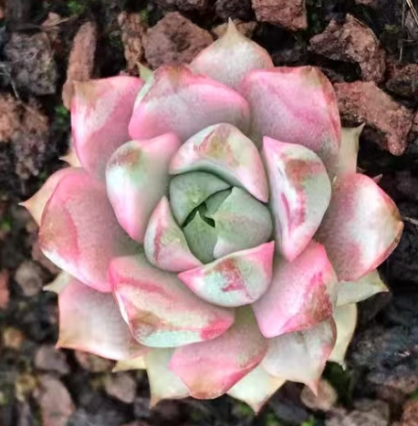 plant Aeonium Echeveria Haworthia  Caudex  Lithops Cactus  Agave 