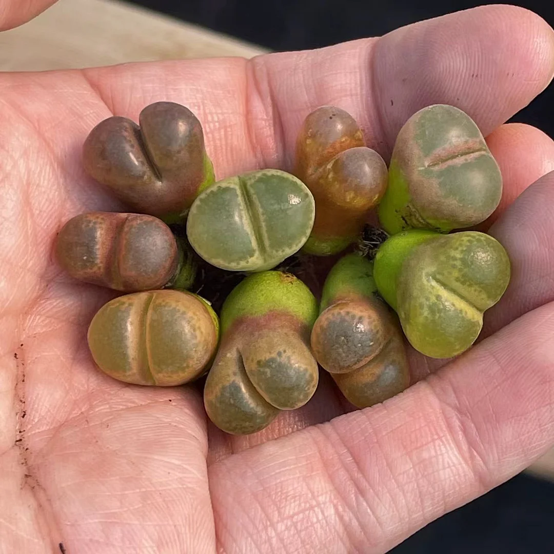 plant Aeonium Echeveria Haworthia  Caudex  Lithops Cactus  Agave 