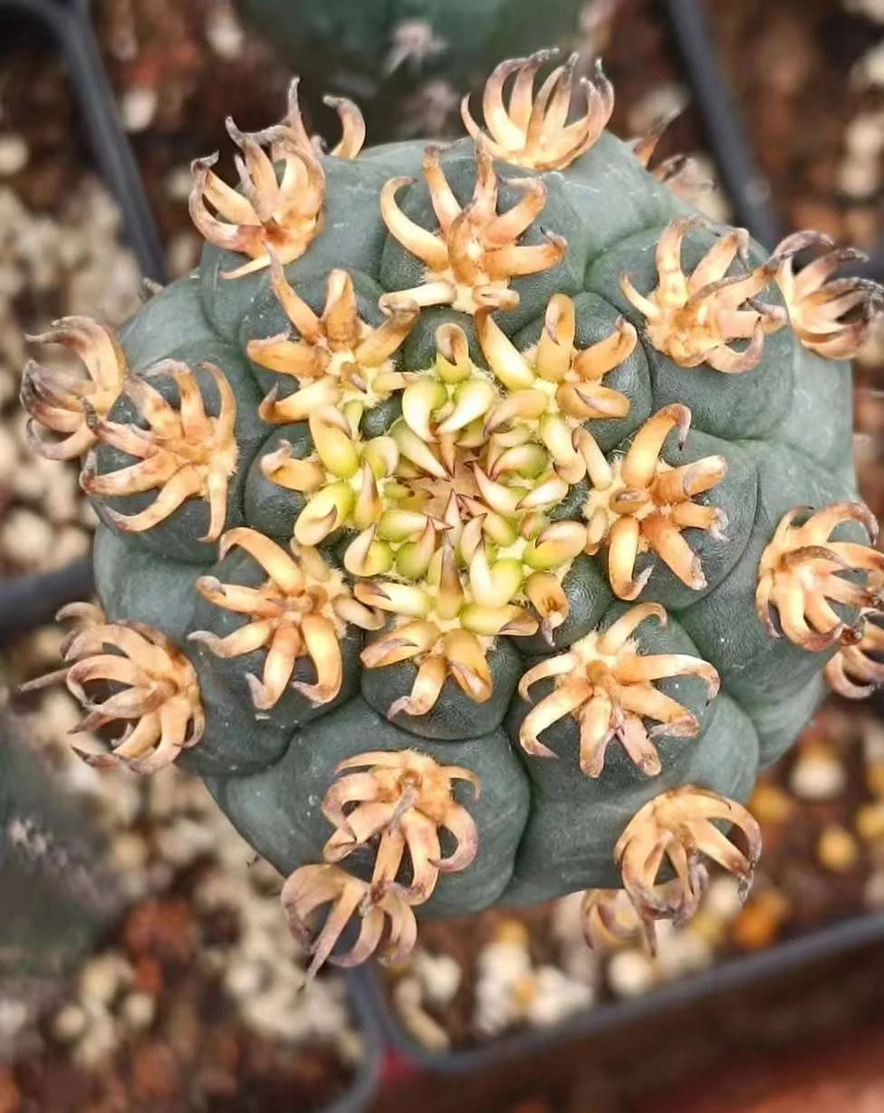 plant Aeonium Echeveria Haworthia  Caudex  Lithops Cactus  Agave 
