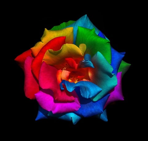 

Rainbow Rose – Paint By Numbers - 40*50CM, 501 Original