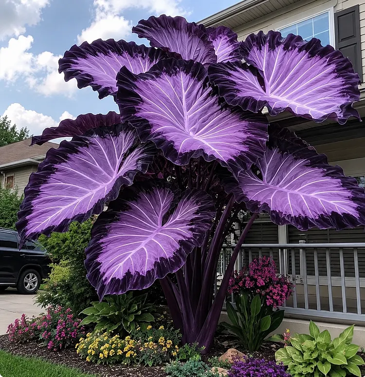 🌈Giant Elephant Ear Taro Bulbs🎊The perfect choice for creating a vibrant garden🌿