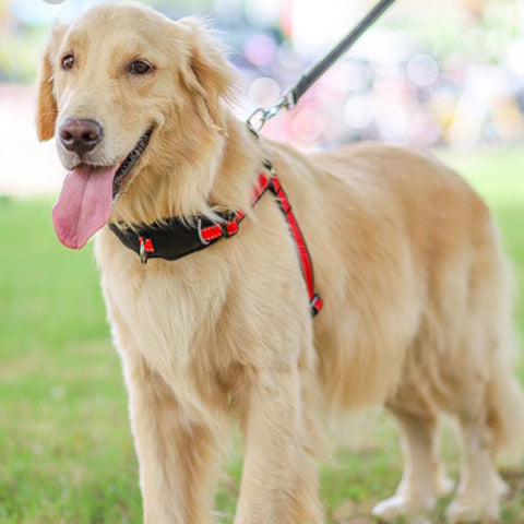 Dog Harness