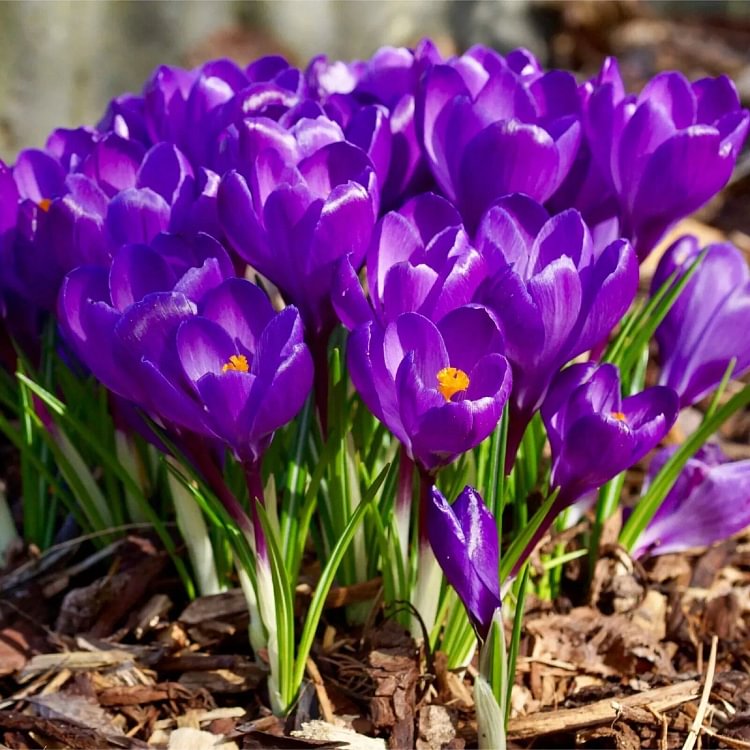Premium Saffron Bulbs🌼