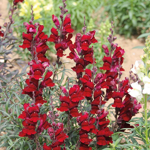 Antirrhinum Black Prince Seeds