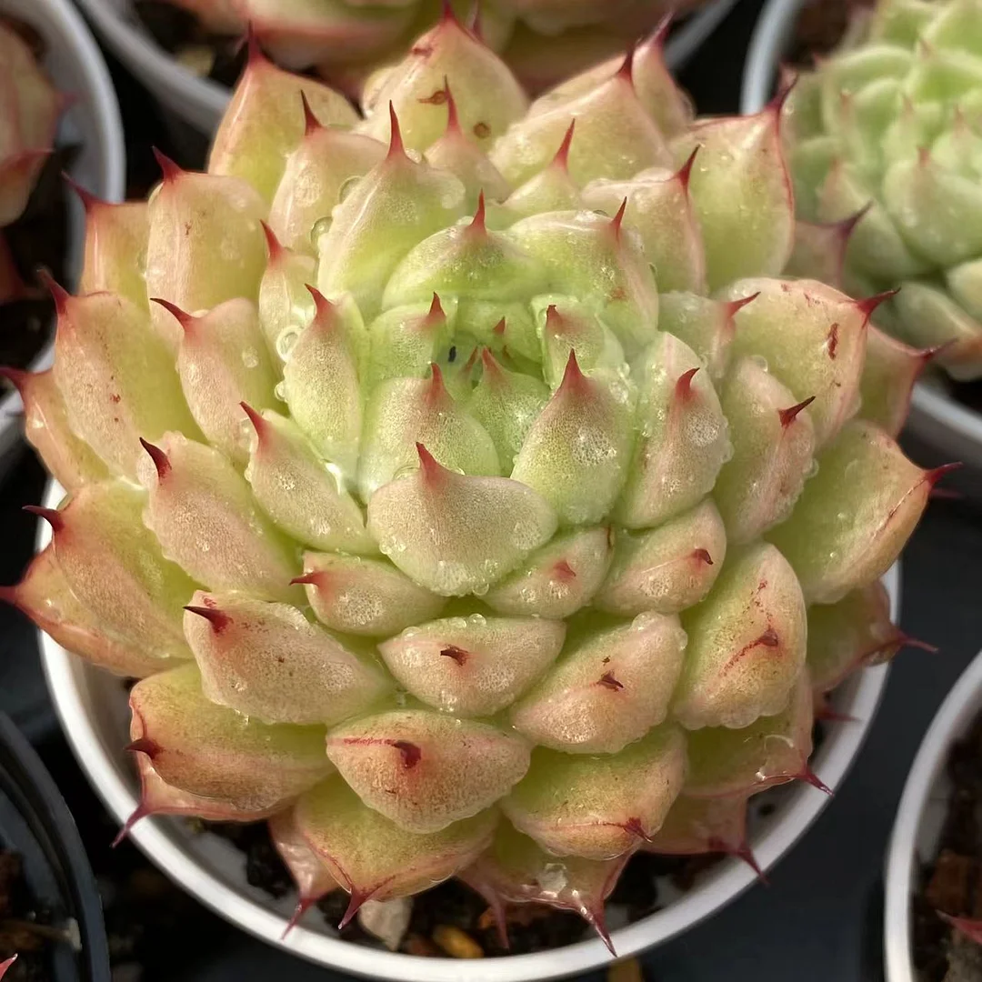 478.Echeveria   Sea King straw. Single head 4-5cm/ Echeveria / Succulent plants / Garden landscape / Carefully select healthy plants