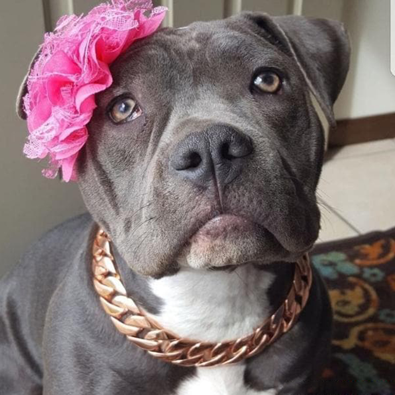 Thick Gold Chain Pets Safety Collar (adjustable)