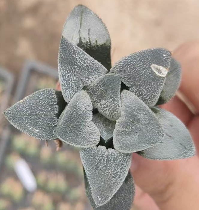 plant Aeonium Echeveria Haworthia  Caudex  Lithops Cactus  Agave 
