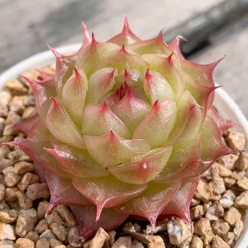 plant Aeonium Echeveria Haworthia  Caudex  Lithops Cactus  Agave 