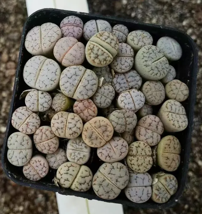 plant Aeonium Echeveria Haworthia  Caudex  Lithops Cactus  Agave 