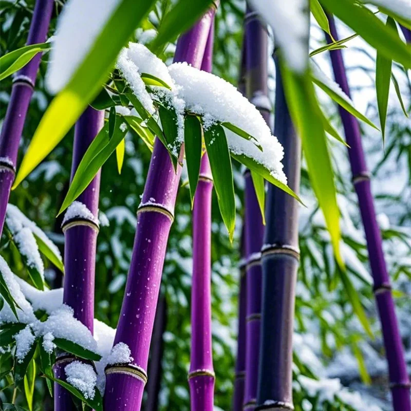 🎋RARE Purple Bamboo