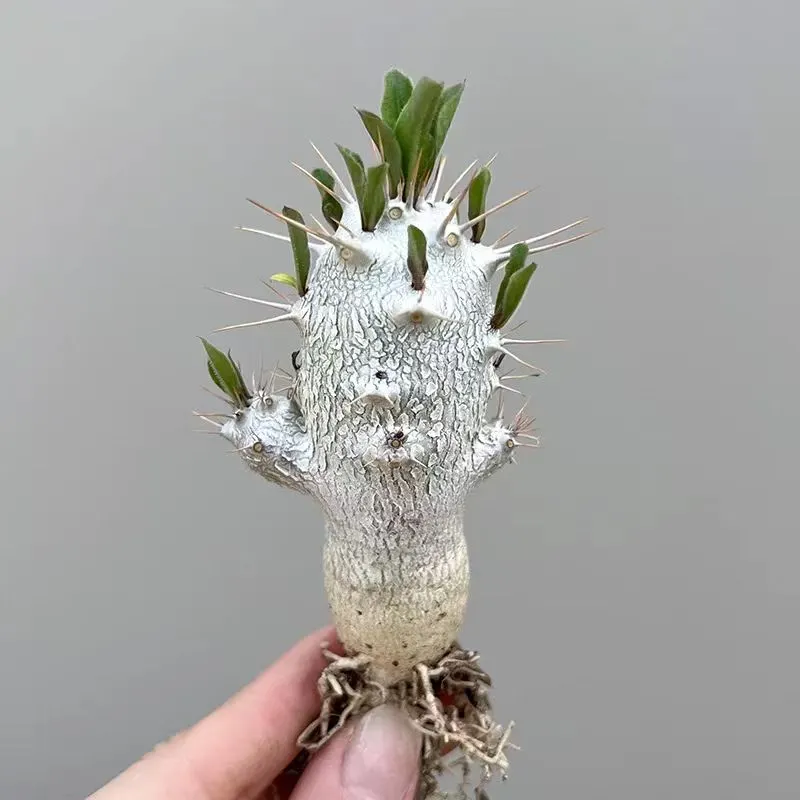 plant Aeonium Echeveria Haworthia  Caudex  Lithops Cactus  Agave 