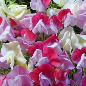 Straw&shy;berry Sundae Sweet Pea Seeds