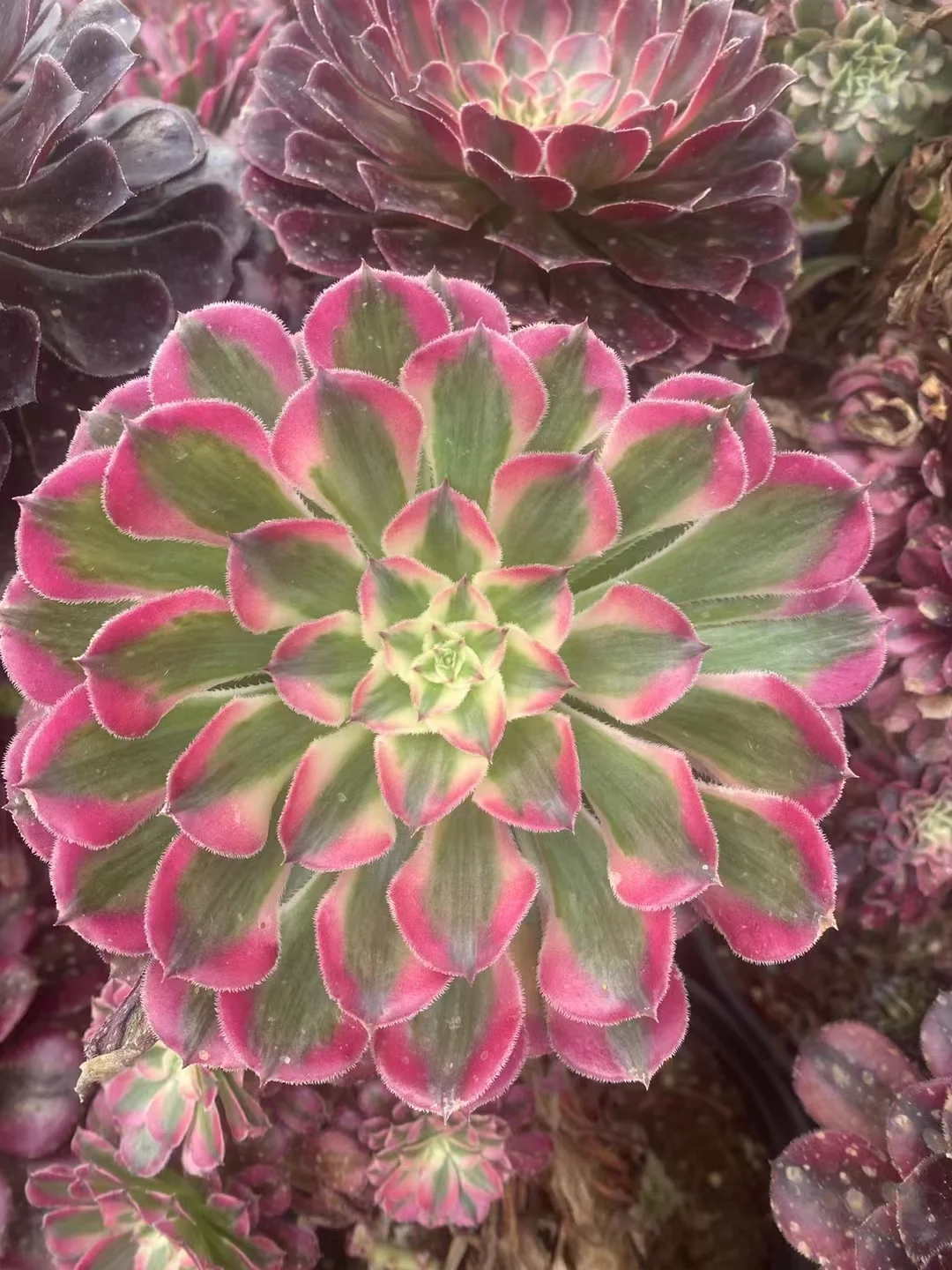 plant Aeonium Echeveria Haworthia  Caudex  Lithops Cactus  Agave 