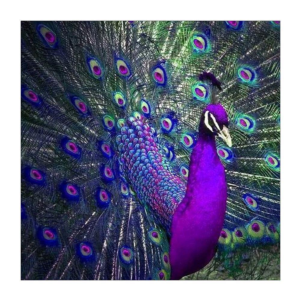 

Peafowl - Round/Square Drill Diamond Painting - 30*30CM, Square diamond 30*30cm, 501 Original