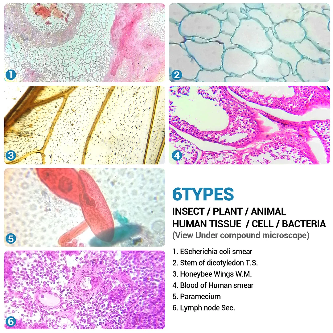 BEBANG 60 Microscope Slides with Specimens for Kids, Prepared Microscope Slides for Kids Microbiology, Prepared Microscope Slides for Adults