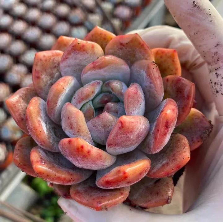 229. Echeveria Monroe  single head and cluster/ Echeveria / Succulent plants / Garden landscape / Carefully select healthy plants