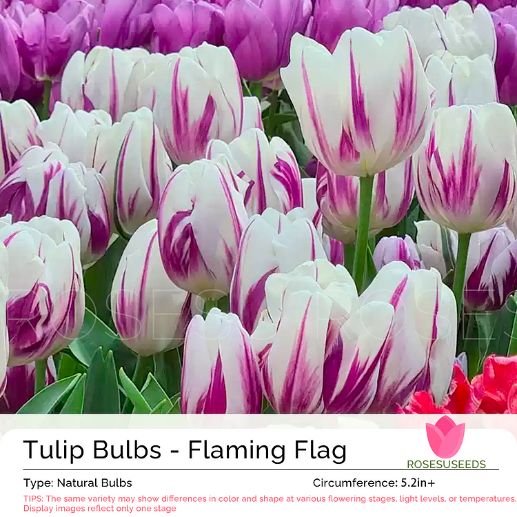 Tulip Bulbs - Flaming Flag