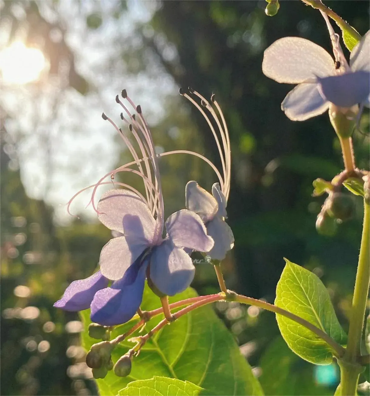 🌌 Blue Butterfly Flower Seeds – Bring the sky into your garden!