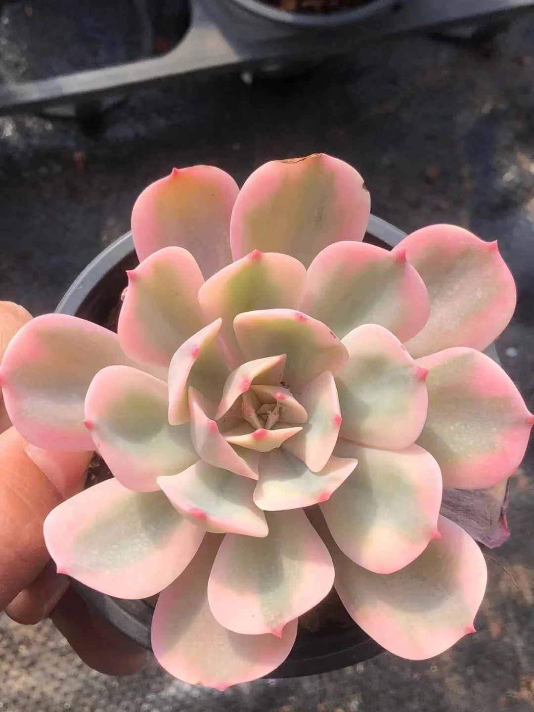 749.   Imbricata variegata  single head  5-6cm / Echeveria / Succulent plants / Garden landscape / Carefully select healthy plants