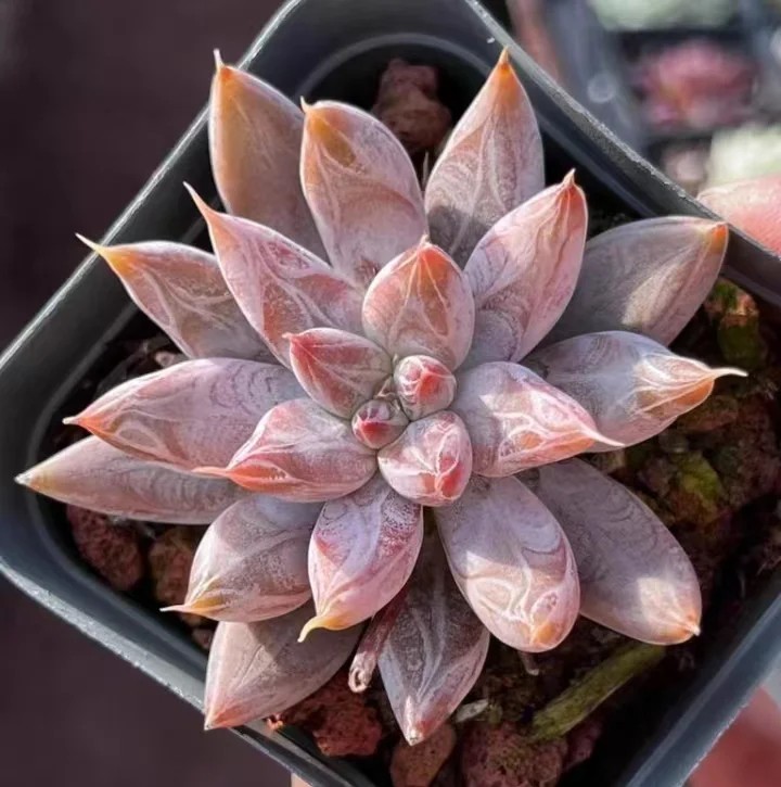 508.Echeveria tolimanensis.  single head 5-6cm / Echeveria/ Succulent plants / Garden landscape / Carefully select healthy plants