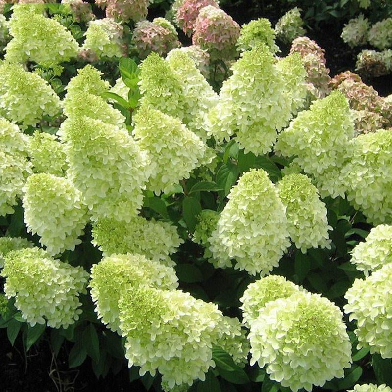 🍓Strawberry Hydrangea Flowers Seeds - 100/200Pcs Jonyparkseed®
