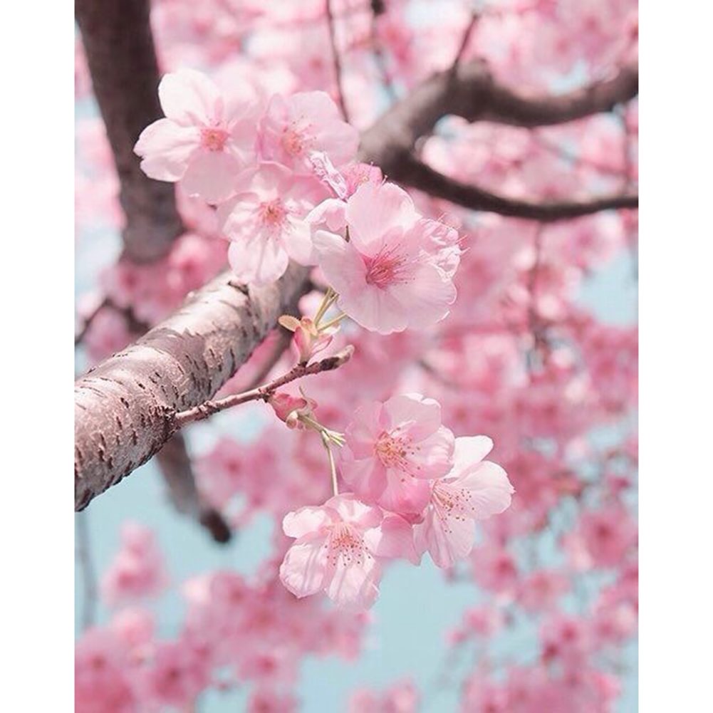 Cherry Blossoms - Full Round - Diamond Painting