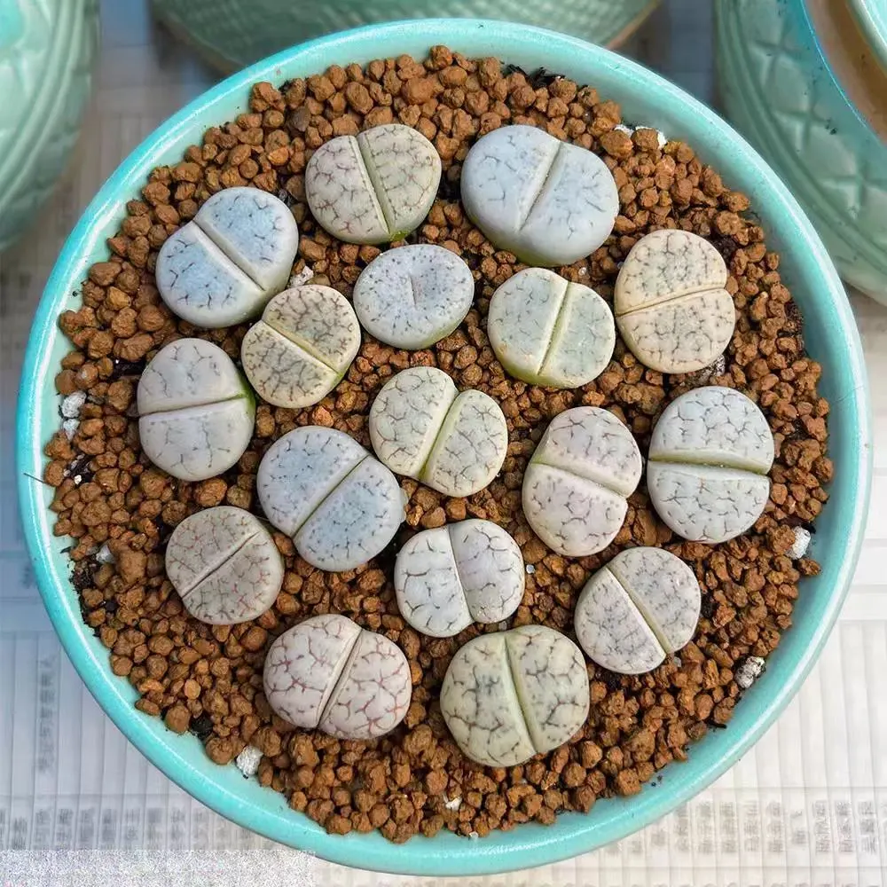 plant Aeonium Echeveria Haworthia  Caudex  Lithops Cactus  Agave 